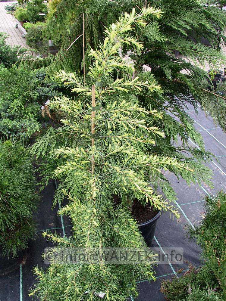 Cedrus deodara Golden Horizon - Austrieb 2.jpg